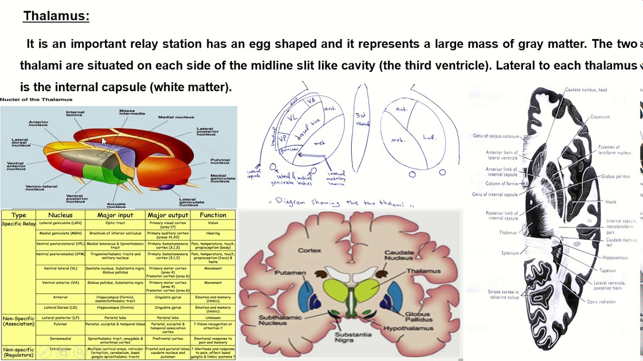 Neuroanatomy - Lecture 11 - YouTube