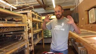 Daily routine of coturnix quail at myshire farm