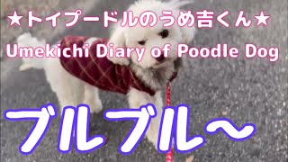 ブルブル〜 ★トイプードルのうめ吉くん(1519日目)★Umekichi Diary of Poodle Dog