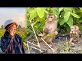 Monkey Linda & Puka return to the forest