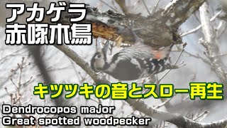 アカゲラ・赤啄木鳥・キツツキの音入り・スロー再生・Dendrocopos major