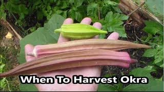 Growing And Harvesting Okra When To Harvest Okra Seeds