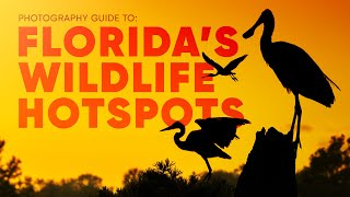 BEST LOCATIONS to Photograph Florida Wildlife | Canon R5 MK2