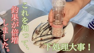 【釣り餌】泳がせない釣りやテンヤに最適。爆釣釣りエサ！冷凍イワシの下処理はこうしています。