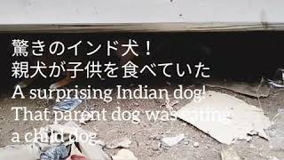 【驚きのインド犬】親犬が子犬を食べていた！A surprising Indian dog!