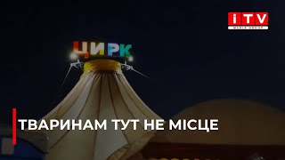 Цирк з тваринами у Рівному: чи мають право виступати?