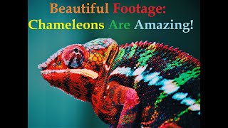 Beautiful Footage: Chameleons Are Amazing !!