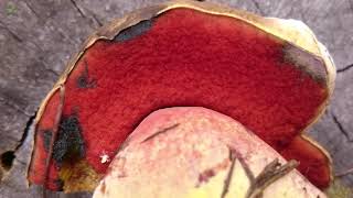 Deformed Scarletina Bolete (Boletus erythropus), writing on its pore surface