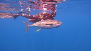 Wettie TV | TUNA Madness | SPEARFISHING YELLOWFIN Tuna in New Zealand!!