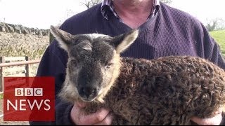 What do you get when you cross sheep \u0026 goat ? BBC News