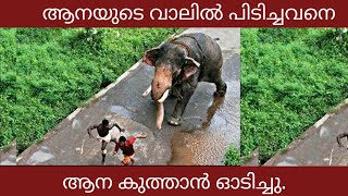 ആനയുടെ വാലിൽ പിടിച്ചവനെ കുത്താൻ ഓടിച്ച ആന | Aanakathakal | Elephant video kerala | Malayalam