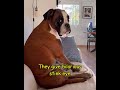 why boxer dogs are weirdos