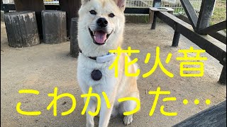 花火でパニックになる怖がり犬が、逃走したお話🥲　【倉敷】＜５０＞　＃保護犬 ＃花火 #倉敷市