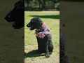 এই মিষ্টি পপির দুষ্টুমির ভিডিও দেখুন 🐾😄 cutepuppy pets petslover