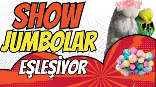 Üst Vasıf Show Jumboları Eşledik | Popoları traşlandı :)