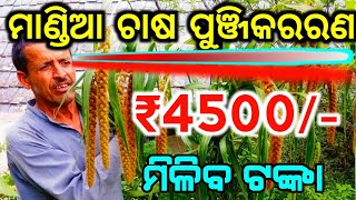 ମାଣ୍ଡିଆ ଚାଷ ପୁଞ୍ଜିକରରଣ in Odisha || How to online registration millet registration process ll mandia