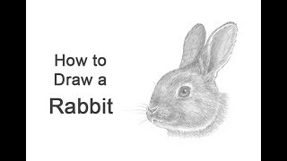 How to Draw a Rabbit (Head Detail)