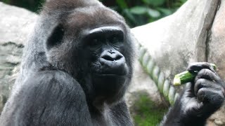 さあ、ランチの時間だ！（It's lunch time!）　上野動物園　ゴリラ　202109