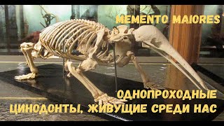 Однопроходные - цинодонты живущие среди нас. Помни о предках