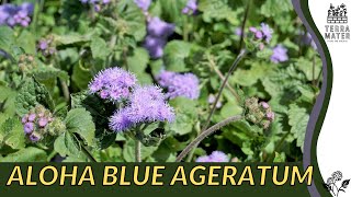 Growing ALOHA BLUE AGERATUM: Quick Tips for (Ageratum 'Aloha Blue')