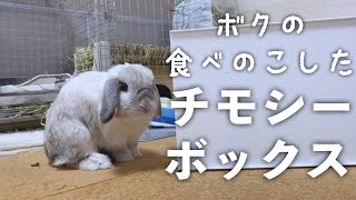 うさぎが食べ残したチモシー、どうしてる？【ホーランドロップ】