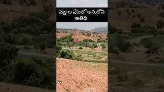 వజ్రకరూర్ కొండ ప్రాంతాలు #vajrakarur #diamondhunt