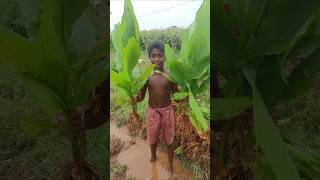 💥🌱மஞ்சள் கிழங்கு  ஒரு நாள் விற்பனை #village #shorts #subscribe #agriculture #life #reality