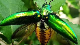 Jewel Beetle Flies @Firsttimebyncn