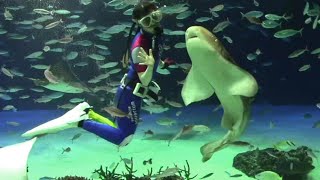 ダイバーのお姉さんを好きすぎるトラフザメ （サンシャイン水族館）Zebra Shark \u0026 Diver