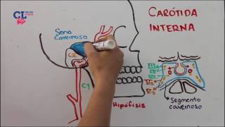 VASCULARIZACION ARTERIAL ENCEFALICA PARTE 1: carotida interna