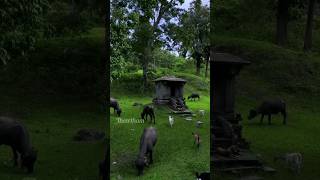 കാട്ടിനുള്ളിലെ കല്ലമ്പലം..! #temple#hindu#vairal #shortvideo#kerala #trending #trend #wayanad #india