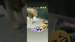 Funny Lion Video | best voiceover | comedy video