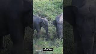 বাংলাদেশে বিলুপ্ত প্রায় তিনটি প্রাণী । animals fact bd