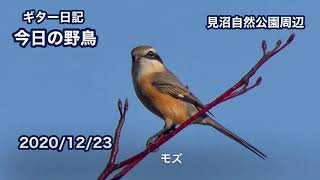 ギター日記　今日の野鳥　・　見沼自然公園周辺　2020年12月23日