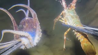 Dive and Harvest EP175 - Catching Fresh Seafood