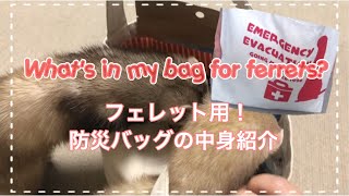 フェレット用の防災バッグ中身紹介する【ferrets】【what's in my bag for ferrets?】