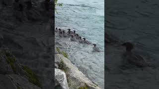 A raft of merganser ducks swimming along the rocky shore of the Kenai River in Alaska #Alaska #duck