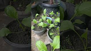 Panen Tipis-Tipis #gardening#panen#sayur#caisin#sehat#happy#family#shortvideo