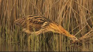 Eurasian Bittern Facts 2024