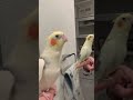 歌練習中。オカメインコのほっぺちゃん。楽しそう