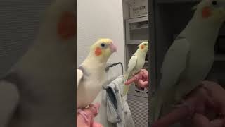 歌練習中。オカメインコのほっぺちゃん。楽しそう