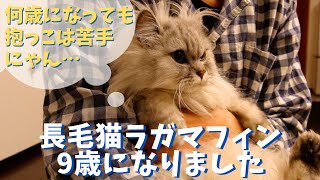 長毛猫のラガマフィン、９歳になりました｜ラガマフィンのラガさん