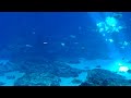 Georgia Aquarium - Ocean Voyager Cam