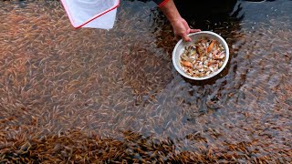 This is the easy way to cultivate tilapia in a bucket without an aerator!