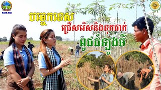 បច្ចេកទេសជ្រើសរើសនិងទុកដាក់ពូជដំឡូងមី