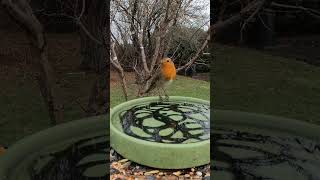 robin is curious #birds #gardenwildlife #nature #robin