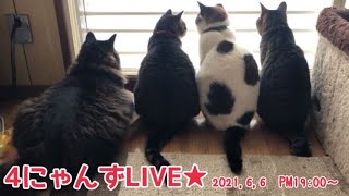 日曜の夜の4にゃんずLIVE★19:00～♪【うちの子４にゃんず】