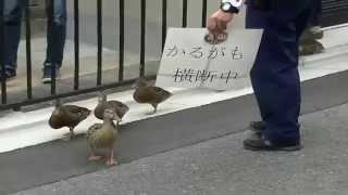 2015年5月31日　7:00 要法寺　鴨の引越し　その3　（孵化47日目）