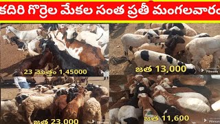 కదిరి గొర్రెల మేకల సంత / kadiri goat and sheep market