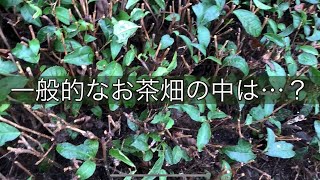 お茶畑の中に髪の毛！？有機物を分解できる畑にしよう！【１分農作業日記】